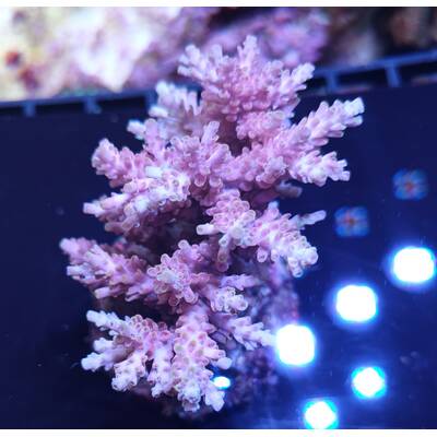 Acropora sp 20