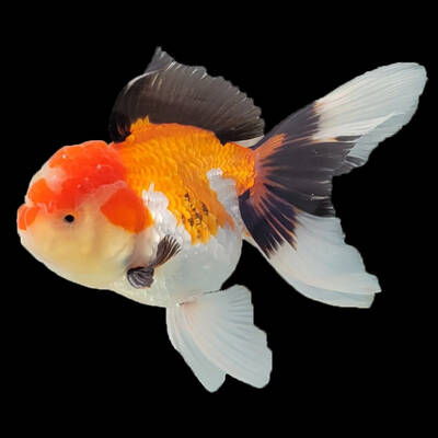 Carassius Auratus Lion Head Tricolor 7-8cm