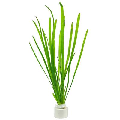 Stoffels Vallisneria Spiralis Bund