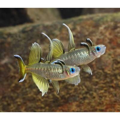 Pseudomugil Signifer M