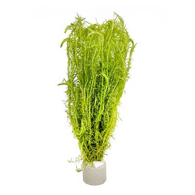 Stoffels Mayaca fluviatilis (Bunch)
