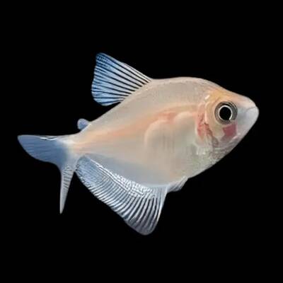 Gymnocorymbus Ternetzi White XL