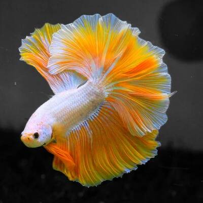 Betta Splendens Yellow Dragon Male L