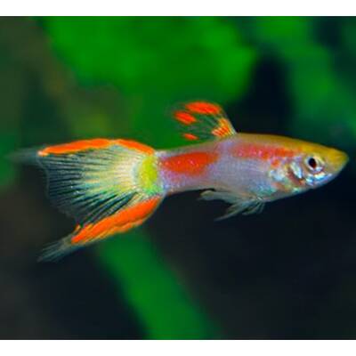 Poecilia Wingei Yellow Laser Tail (M/F) M