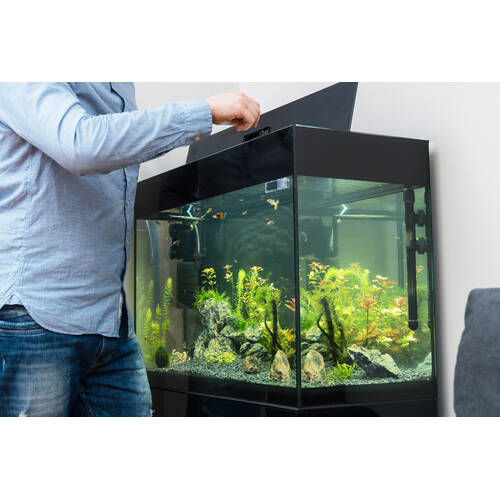 Why Don't Fish Survive in Your Aquarium?