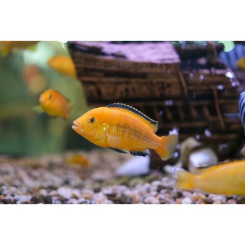 What Fish Should I Put in My Aquarium?