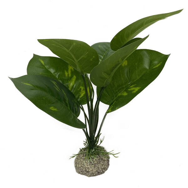 Aqua Della Anubias 1 Green 24cm Aqua Della Anubias 1 Green 24cm