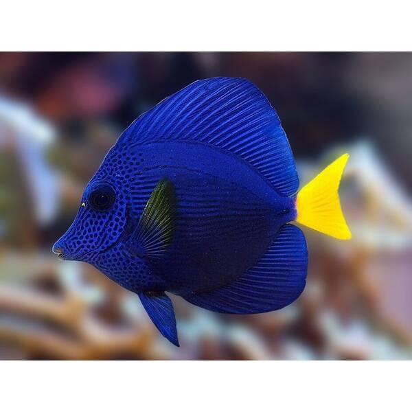 Zebrasoma Xanthurum S