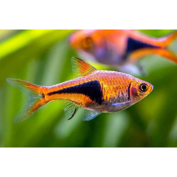 Rasbora Harlequin