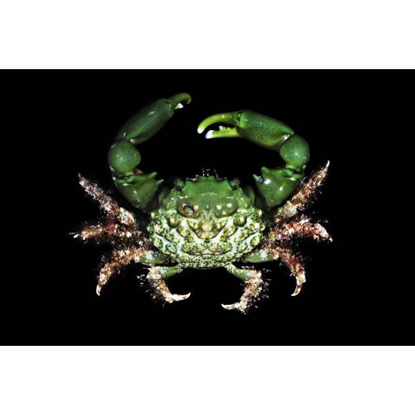 Mithrax Sculptus