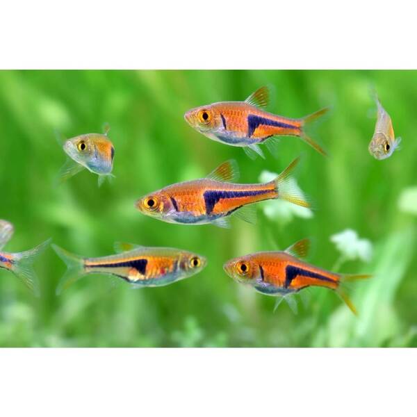 Rasbora Espei Rasbora Espei