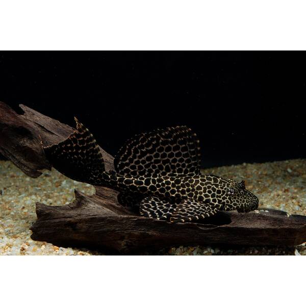 Plecostomus Gibbiceps 5-6cm