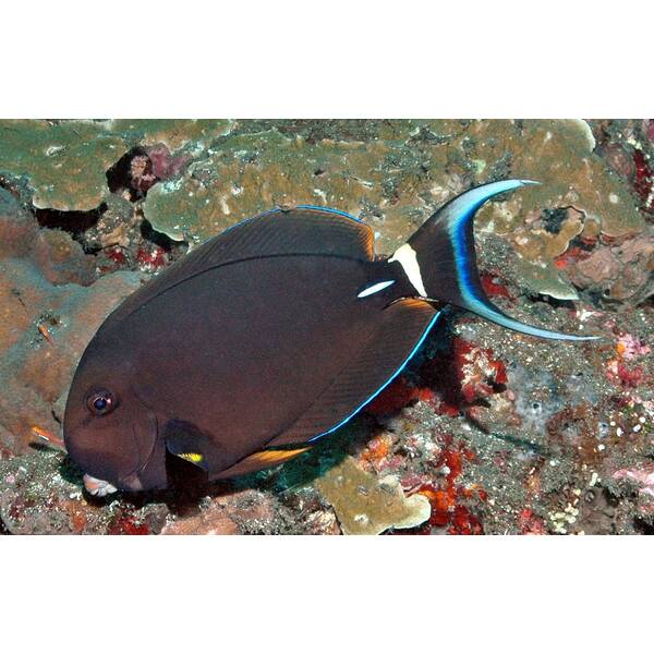 Acanthurus Leucocheilus S