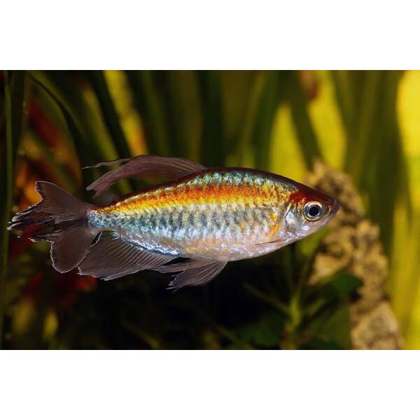 Congo Tetra