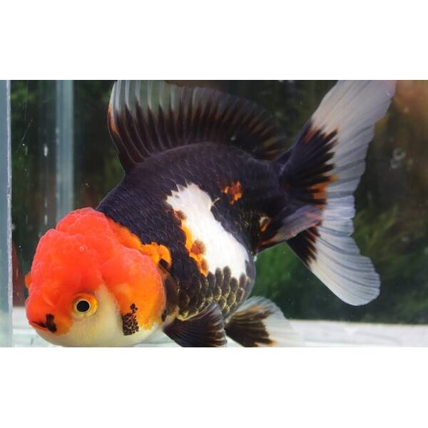 Carassius Auratus Lion Head Tricolor 10-12cm