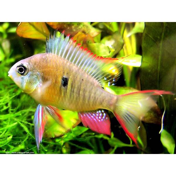 Microgeophagus Altispinosus M