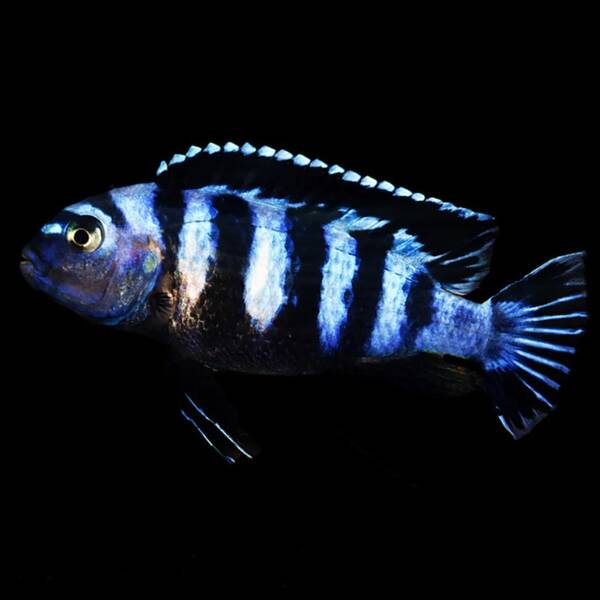 Pseudotropheus Demasoni 3-4 cm