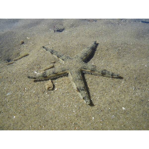 Archaster Typicus M