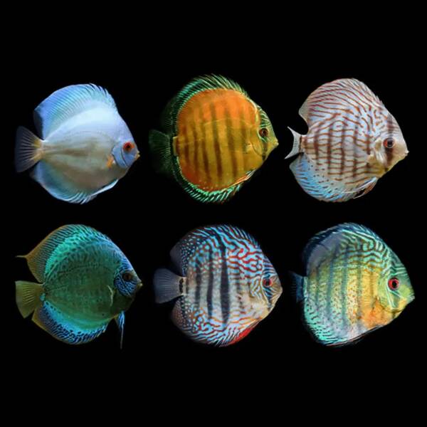 Symphysodon Aequifasciatus astd 5cm Symphysodon Aequifasciatus astd 5cm