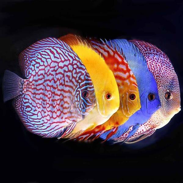Symphysodon Aequifasciatus astd 5cm Symphysodon Aequifasciatus astd 5cm