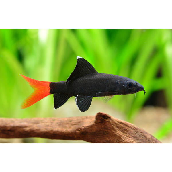 Labeo Bicolor 4-5cm