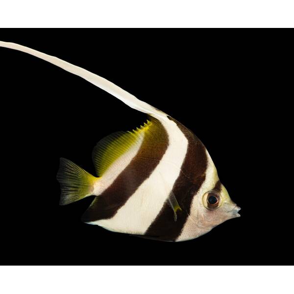 Heniochus Diphreutes S