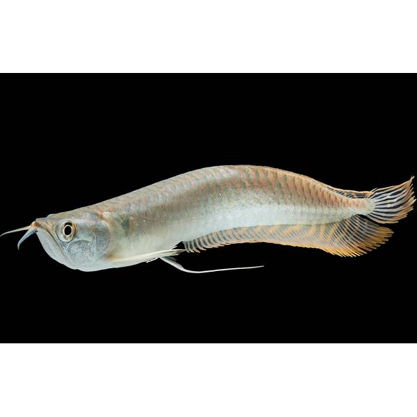 Silver Arowana 15-17cm