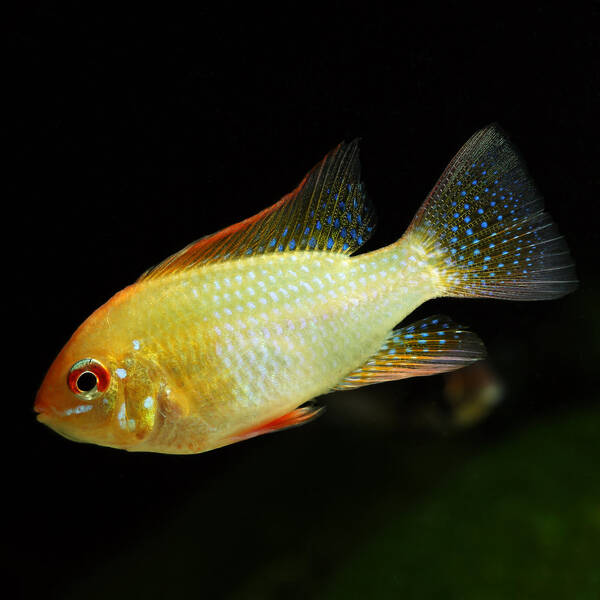 Mikrogeophagus Ramirezi Gold M/L