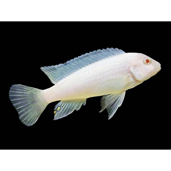 Pseudotropheus Socolofi Albino 4-5 cm