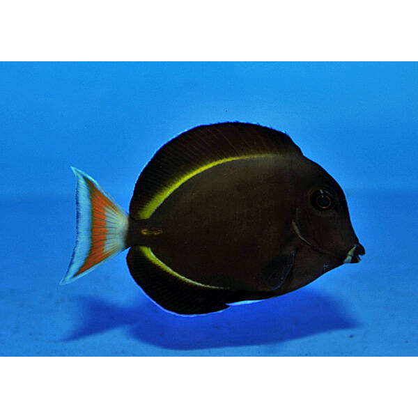 Acanthurus Achilles x Nigricans Hybrid Acanthurus Achilles x Nigricans Hybrid