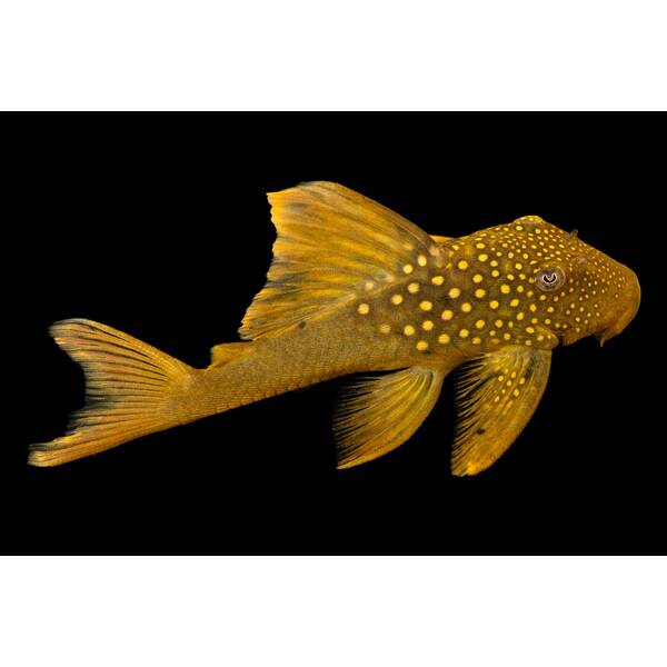 Baryancistrus Demantoides (L200) 8-10 cm