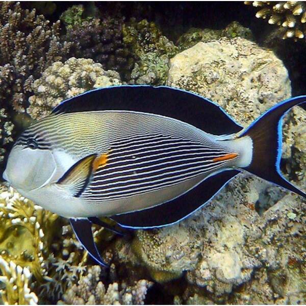 Acanthurus Sohal XL