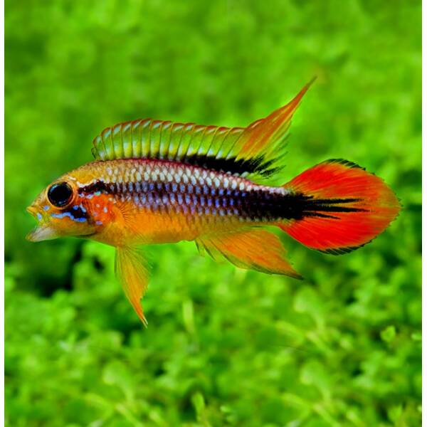 Apistogramma Agassizii Double Red M