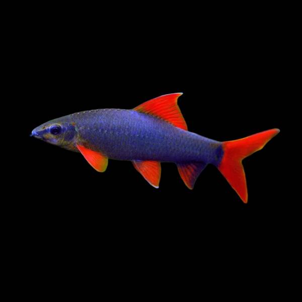 Rainbow Shark XL