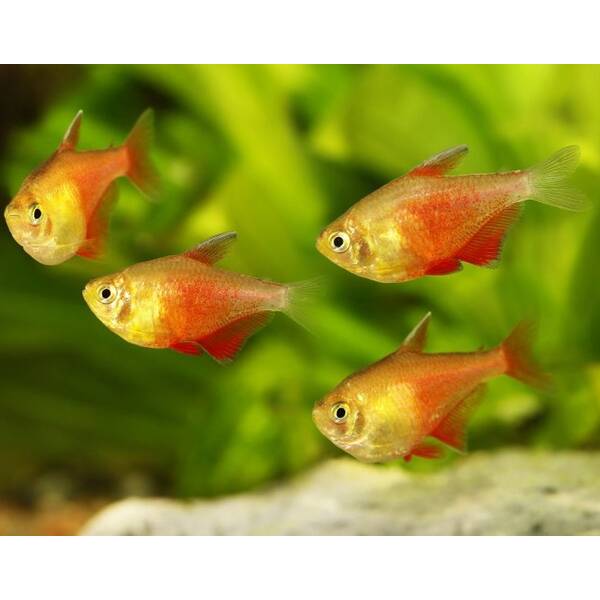 Hyphessobrycon Flammeus Orange