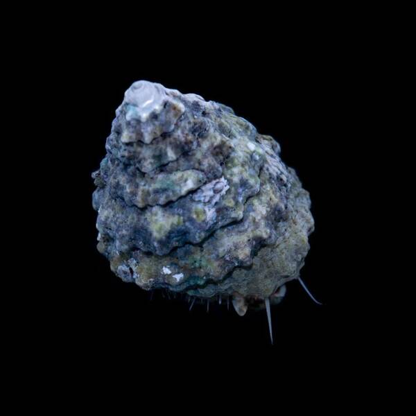 Tectus Fenestratus (Show)