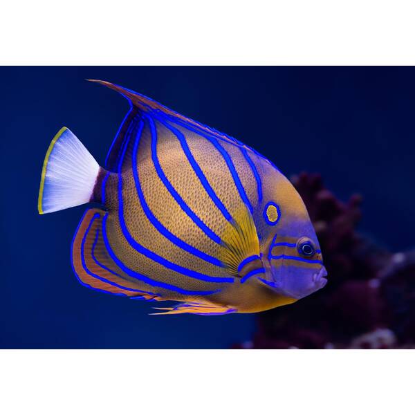 Pomacanthus Annularis Adult L