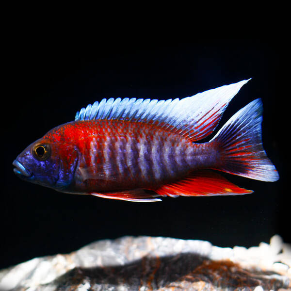 Aulonocara Red Jacobfreibergi 7-8cm