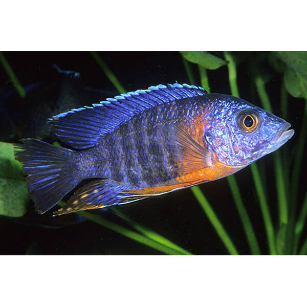 Aulonocara Nyassae Male 7-8cm