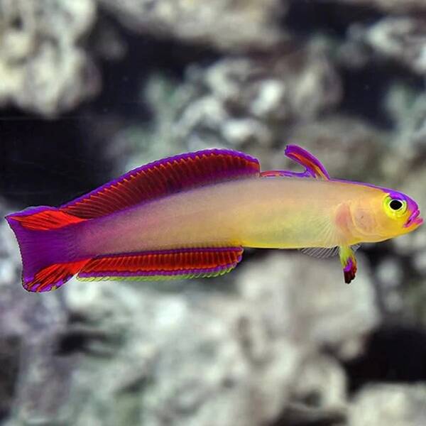 Nemateleotris Exquisita