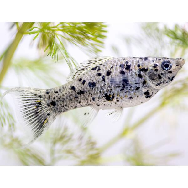 Molly Velifera Dalmatian M