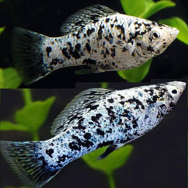 Molly Velifera Dalmatian M