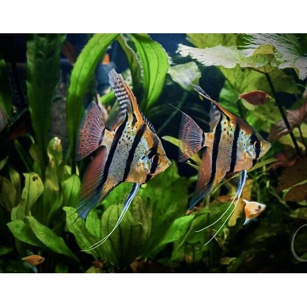 Pterophyllum Scalare Rio Nanay M/L