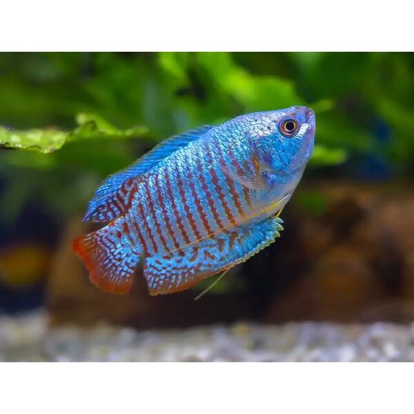 Gourami Dwarf Neon M/F L