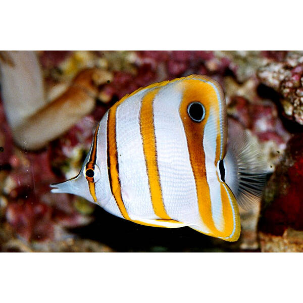 Chelmon Rostratus M