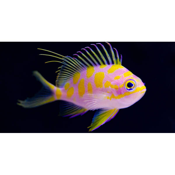 Odontanthias Borbonius L