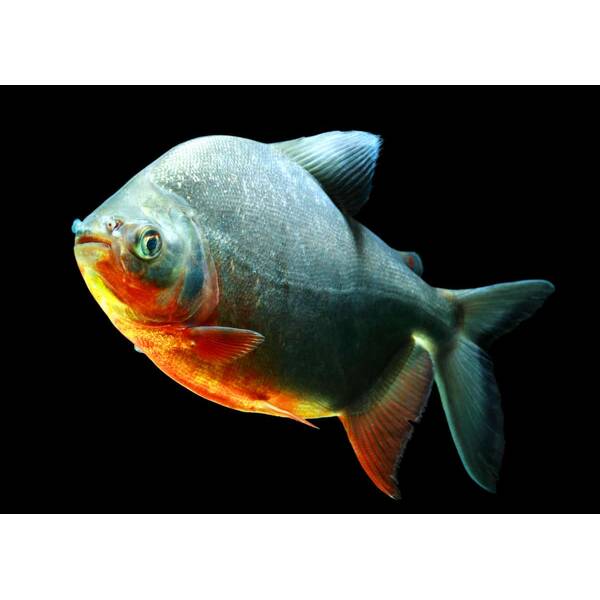 Pacu Red Belly 40cm