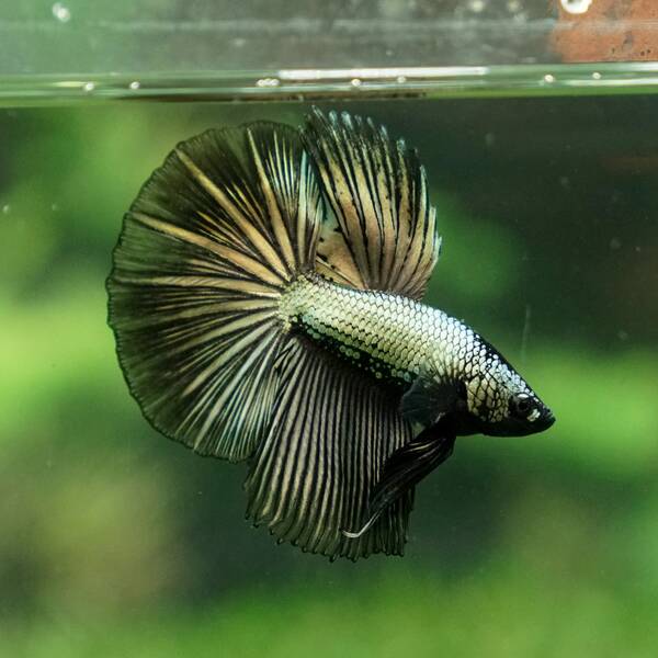 Betta Half-Moon Copper Male XL