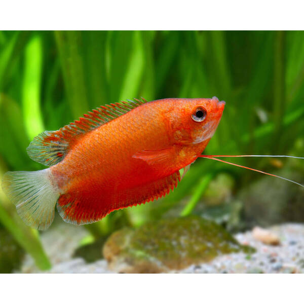 Trichogaster Labiosa Red M