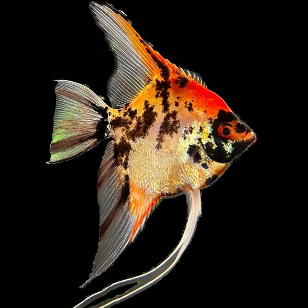 Pterophyllum Scalare Koi Goldhead Redcheek M